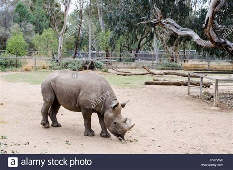 A White Rhino At Taronga Western Plains Zoo Dubbo Nsw Australia Stock