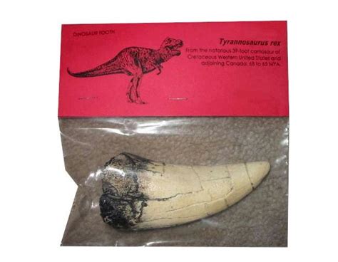 Tyrannosaurus Rex Tooth 45 Inches Fossil