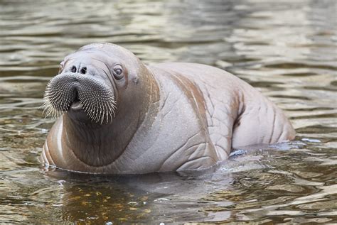 Giant Walrus Wakes Up In Kerry After Falling To Sleep On An Iceberg