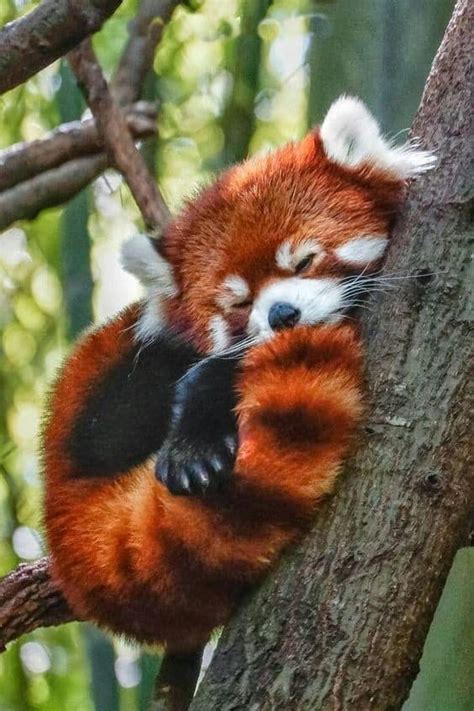 2020 Most Heart Melting Animal Cute Red Panda Raise Their Claws To
