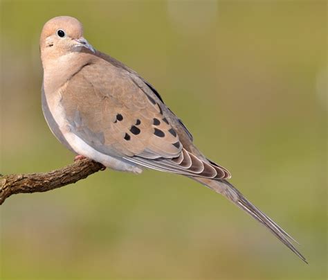 7 Species Of Doves And Pigeons In Arizona Nature Blog Network