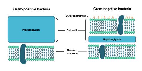 Morphology Of Bacteria And Its Structures External To Cell Wall Food