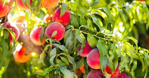 Zone 5 To Zone 9 Perennials Best Fruit And Nut Trees To Grow