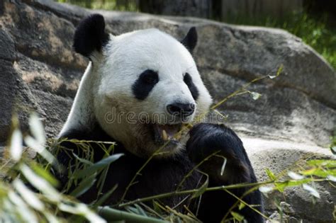 Panda Bear Showing Teeth Stock Photo Image Of Teeth 10507162