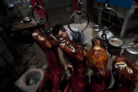 Chinas Dog Meat Festival 10 Things You Need To Know Graphic Images