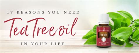 How essential are these oils, really? Young living tea tree oil uses - MISHKANET.COM