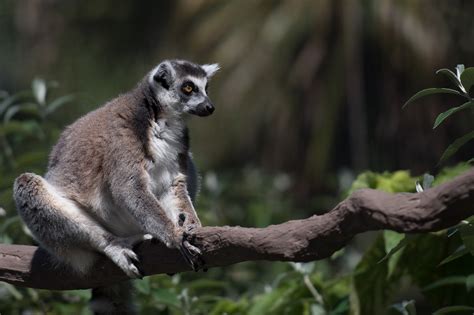 Lemur Wildlife Madagascar Free Photo On Pixabay Pixabay