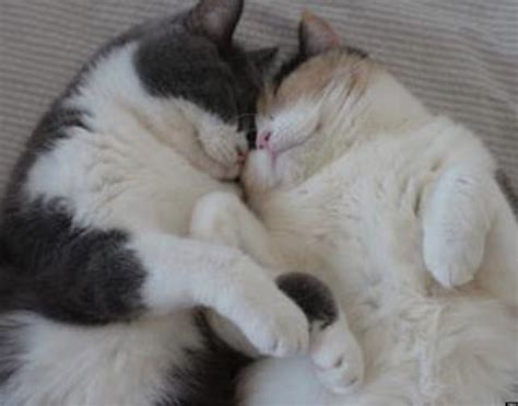 Cute Kitten Couple Relax At The End Of A Long Day Photo Huffpost