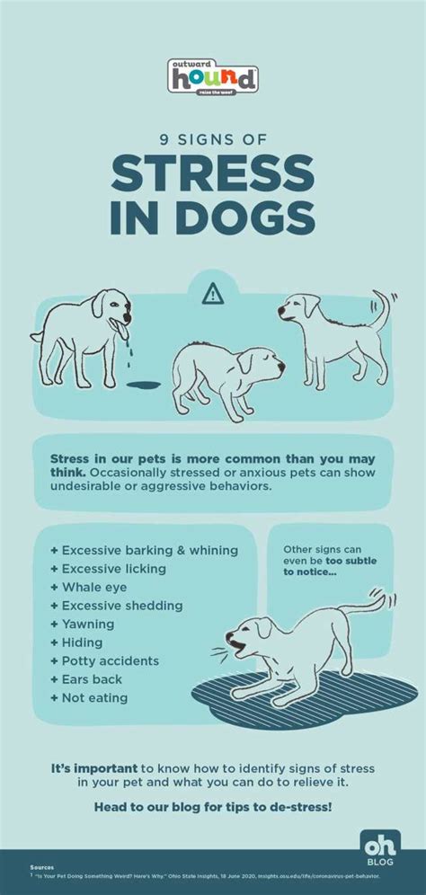 What Are Signs Of Anxiety In Dogs