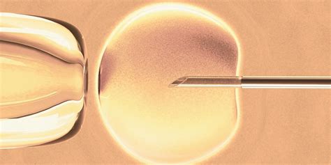 What Is In Vitro Fertilization Ivf Definition Cost Success Rates