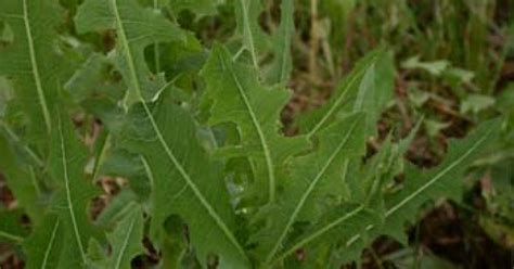 Wild Lettuce Lactuca Virosa Top Quality Herbs And Tinctures
