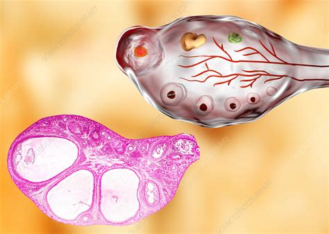 Ovarian Follicles Micrograph And Illustration Stock Image F016