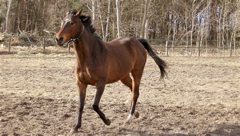 horses lovers anglo karachai anglo kabarda anglo arabian andravida andean andalusian horse