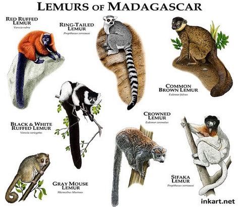 Lêmures Lemuriformes