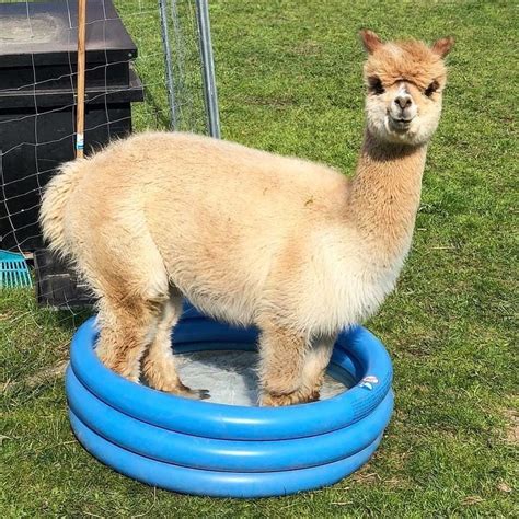 Baby bath temperature too hot. Animalsluxury on Instagram: "It's too hot 🥵 remind your ...