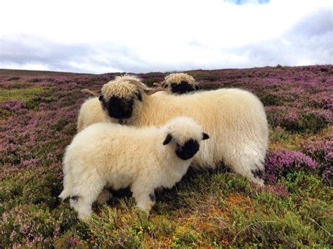 Black Nose Sheep From Scotland Animals Sheep Breeds Animals Beautiful