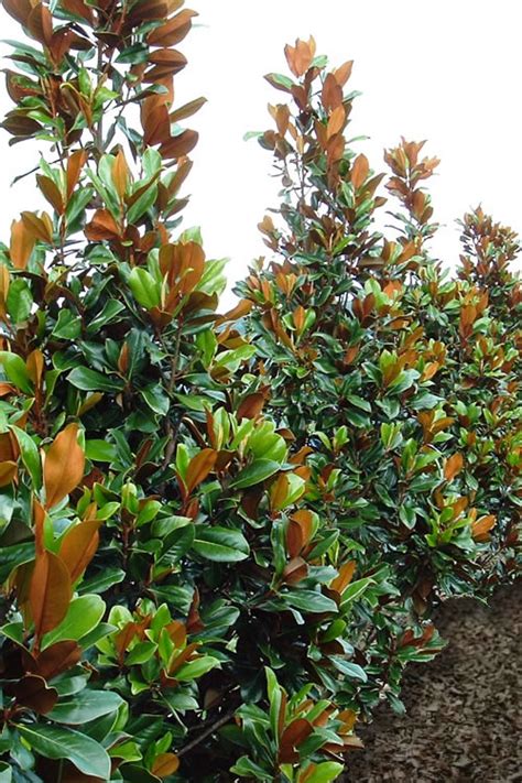 Magnolia teddy bears bloom best and remain more compact when grown in full sun, however they will tolerate a wide range of australian growing. Buy Teddy Bear Magnolia For Sale Online From Wilson Bros ...