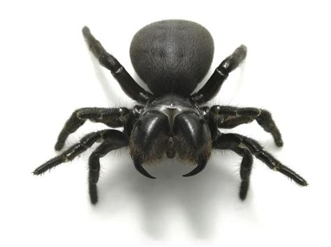 Funnel Webs Redbacks Mouse Spiders The Deadly Critters Lurking In