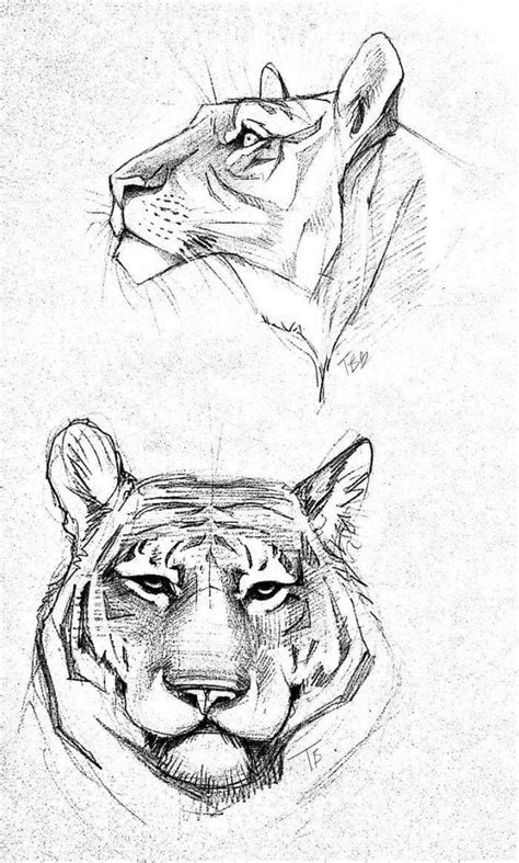 40 Free And Easy Animal Sketch Drawing Information And Ideas Brighter Craft