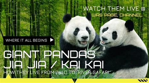 How Singapore Build Giant Pandas Jia Jia And Kai Kai Home At River