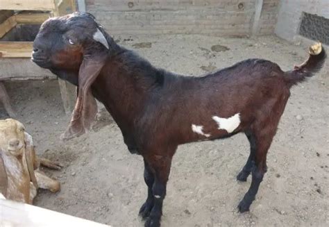 Gulabi Goat A Z Information You Need To Know Sand Creek Farm