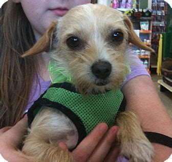 There is 1 animal shelter per 83,512 people, and 1 animal fostering dogs and cats. Pictures of Jill a Terrier (Unknown Type, Small) Mix for ...