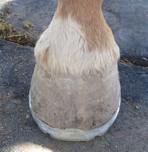 Painted D Ranch Professional Hoofcare Using The Hoof It Natural Flex