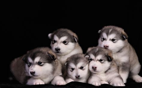 Alaskan Malamute Puppies 4k Ultra Hd Wallpaper Background Image