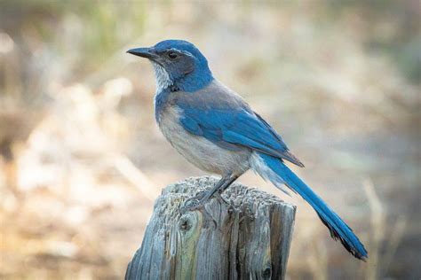 Wildlife removal services offers nuisance bird control in san diego, temecula, and orange county. Two jay species entertain San Diego County bird-watchers ...