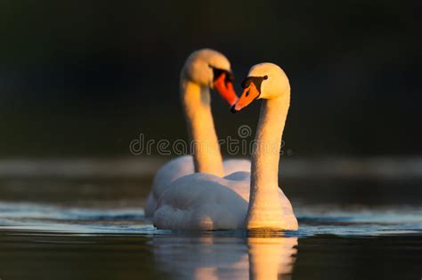 Mute Swans Cygnus Olor In Love Stock Photo Image Of Black Heart