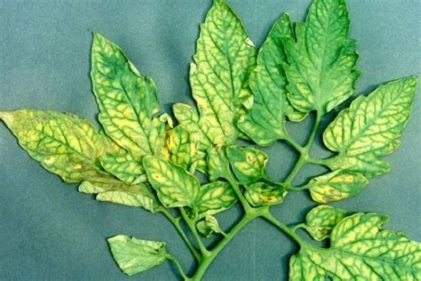magnesium deficiency in plants identify and diesease prevention tips