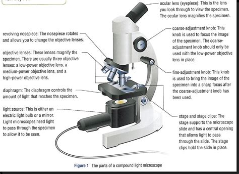 Parts Of A Microscope And Their Functions Images