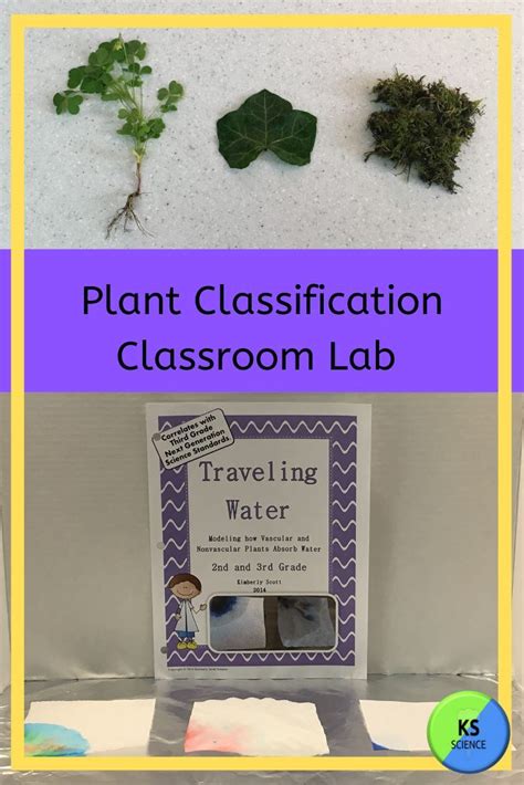 Vascular And Nonvascular Plants Investigate Water Transportation 2nd