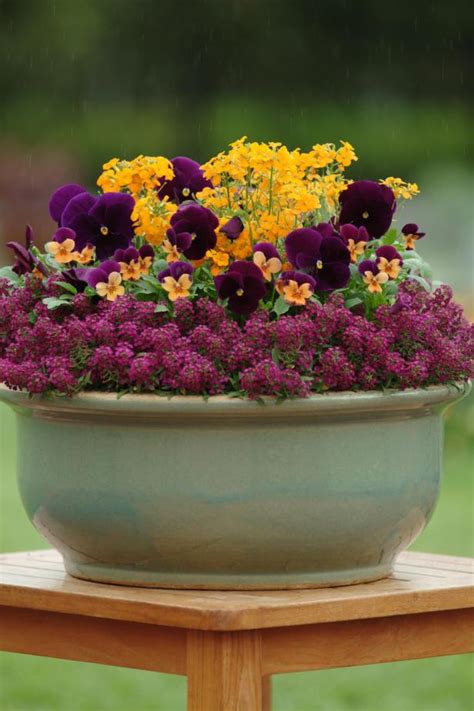 How To Create A Beautiful Container Garden With Pansies Hgtv