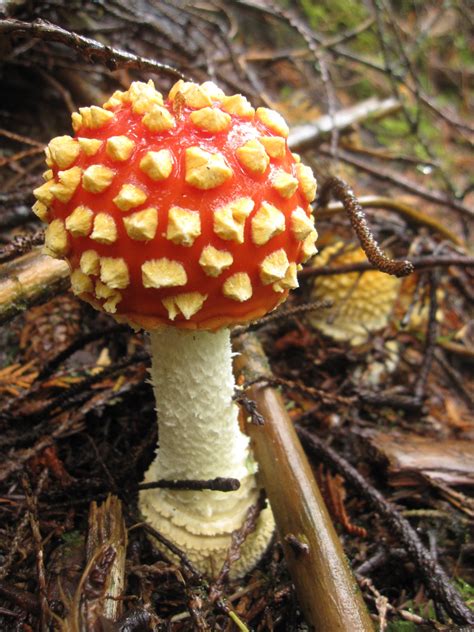 An Austin Homestead: Wild Edibles: Mushrooms