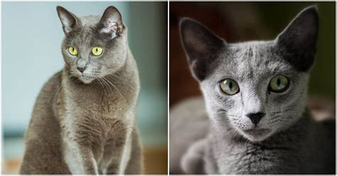 A Fun Collection Of Facts About The Russian Blue Cat Breed Cole