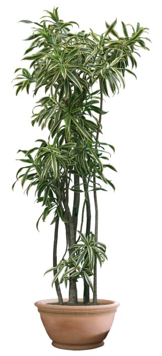 Tall Potted Plant Png / Beautifulpararubywe had been looking for a png image