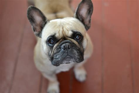 Fbrn is being faced with an increasing number of dogs who are ill, handicapped, or need expensive veterinary care before being placed. French Bulldog: A Puppy You'll Forever Love - Petland Florida