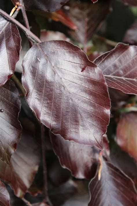Vertical Closeup Shot Of Copper Beech Leaves On A Blurred Background