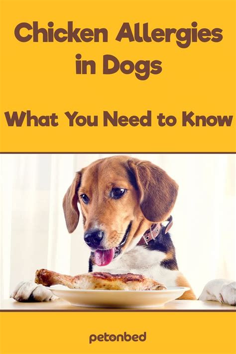 Chicken Allergies In Dogs What You Need To Know Chicken Allergy Dog