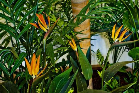 Artificial Bird Of Paradise Plant Treescapes And Plantworks
