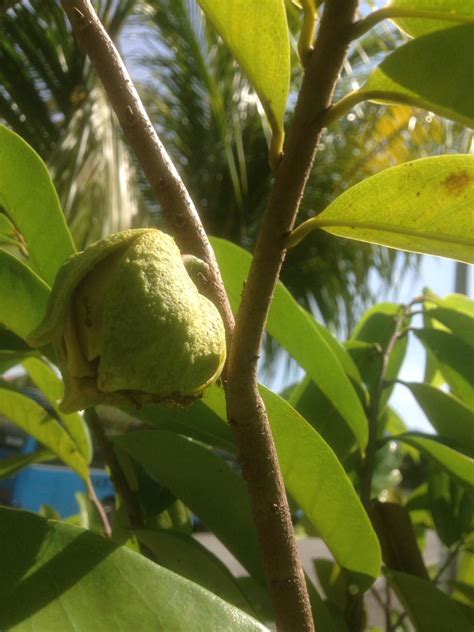 The fruit is made of soft, easily digestible flesh made of simple sugars like fructose and sucrose that when eaten replenishes energy and revitalizes the body instantly. Durian Belanda Sudah Berbunga - ohlembab