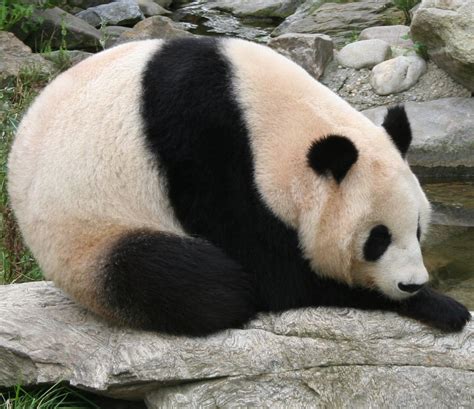 Filegiant Panda At Vienna Zoo Cropped