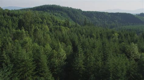 5k Stock Footage Aerial Video Of Flying Over An Evergreen Forest And