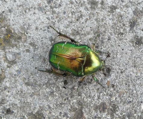 Free Photos The Flower Chafer Is A Beautiful Shiny Emerald Green