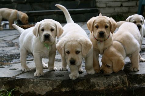We did not find results for: yellow labs. | Lab puppies, Yellow lab puppies, Cute dogs