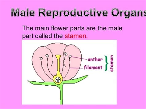 Reproductive Parts Of Plants Jdael