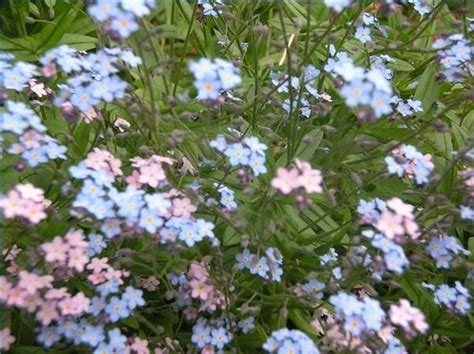 They prefer moist soil with good. How to Grow Forget Me Not Flowers | Hunker