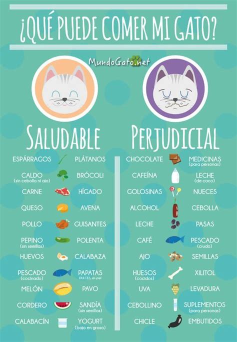 ¿qué Comen Los Gatos Domésticos Aquí Las Mejores Recetas Lenguaje De