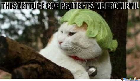 Lettuce Cap Cat By Recyclebin Meme Center